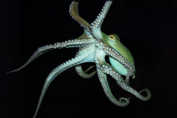 Kraken смылка