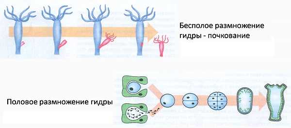 Магазин кракен дарк